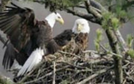 Valley of the Eagles Tour Haines Alaska