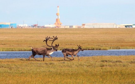 Arctic Ocean Adventure