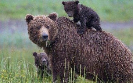 Bear Camp Adventure