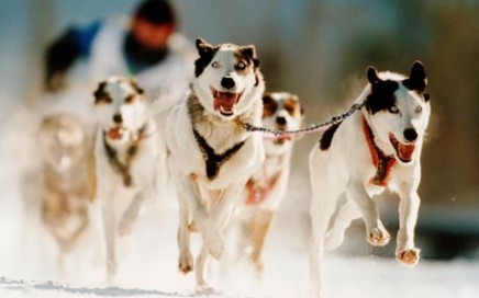 Iditarod and Northern Lights