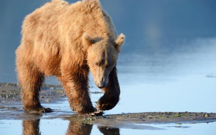 Kodiak Brown Bear Center