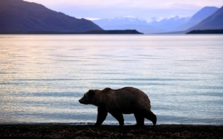 Kodiak Fly / Drive