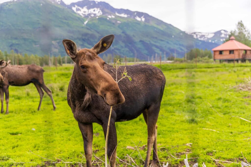 A moose stands on green grass in front of mountains, chewing on a branch. Another moose and a round building are visible in the background.