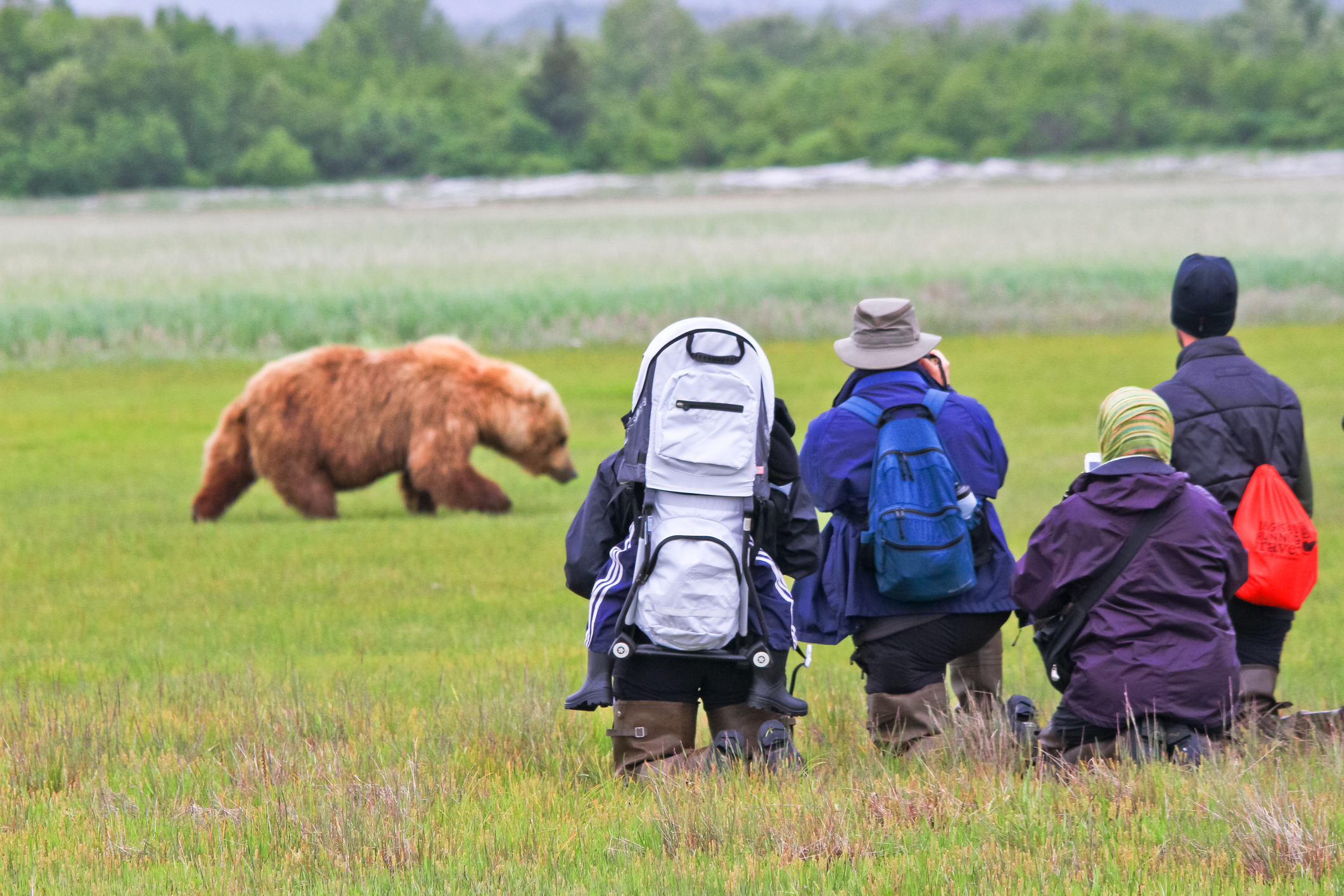 Four people in outdoor gear kneel in grass observing a brown bear walking nearby, with trees and shrubs in the background.