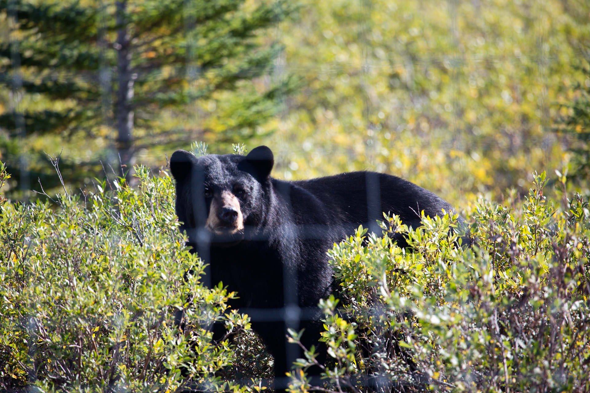 A black bear standing in brush behind a wire fence.