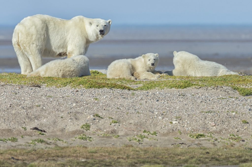 A mother polar bear standing near three cubs resting on a grassy, sandy ridge.