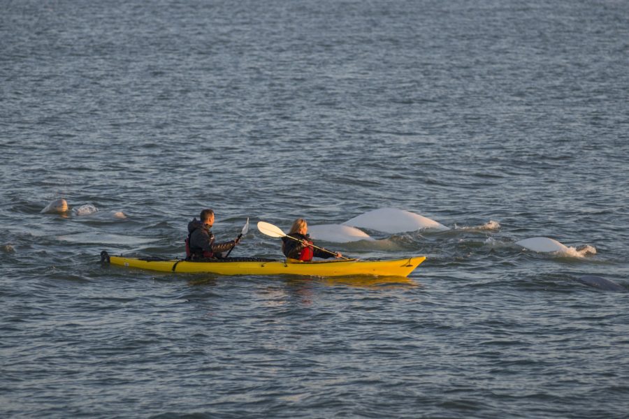 Two people in a yellow tandem kayak paddling among several beluga whales in the water.