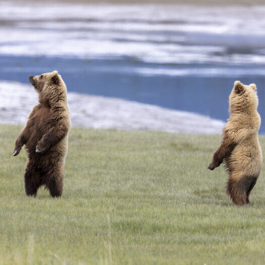 dreamstime_m_185693885